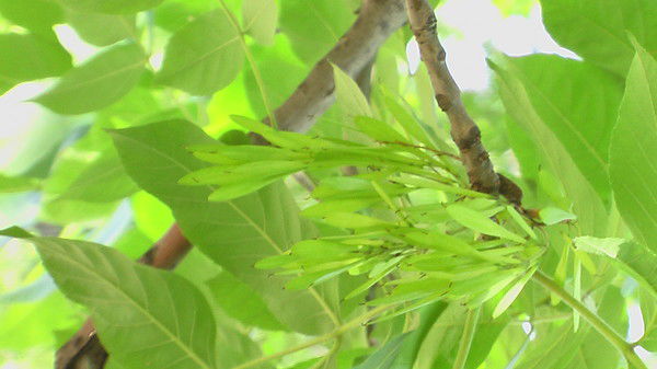 Шалагин Валентин