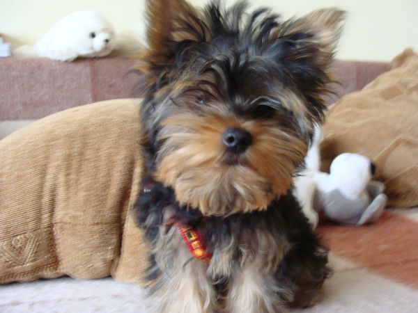 Анатолий Василевский