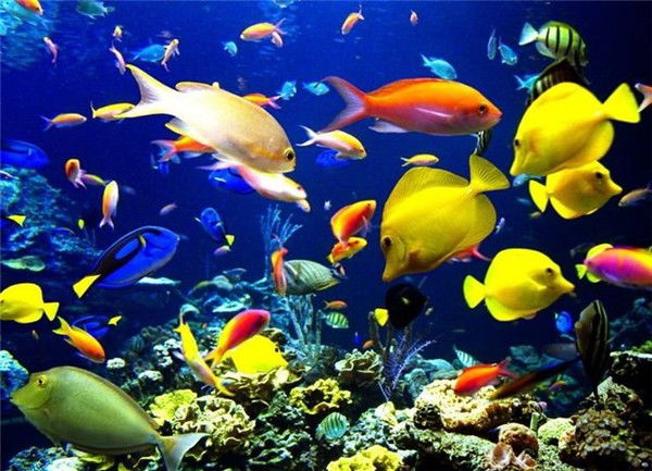 Алиса Юрченко