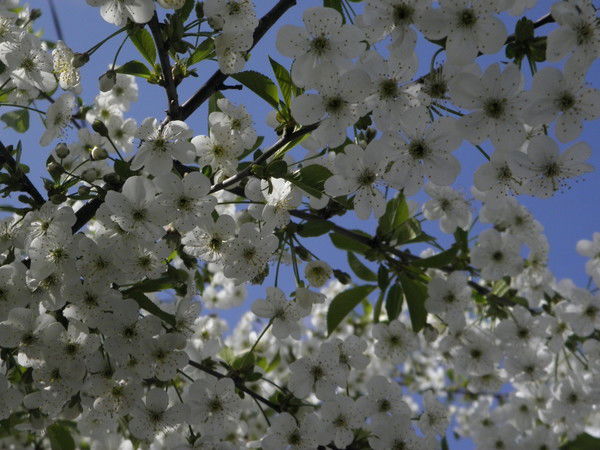 Гончарова Марина