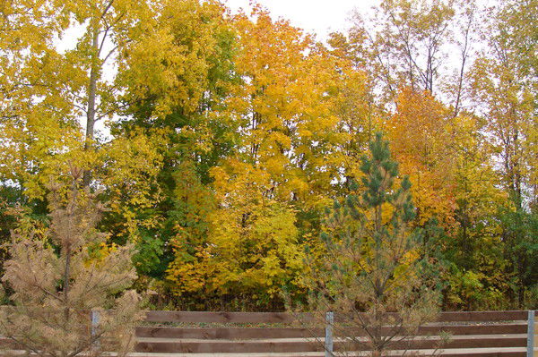 Елена Гришаева