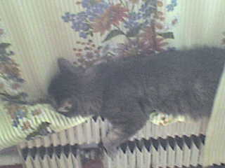 Виктория Чернова