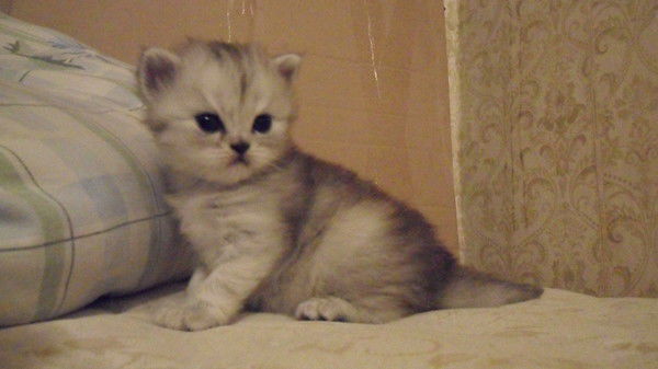 Вячеслав Шишкин