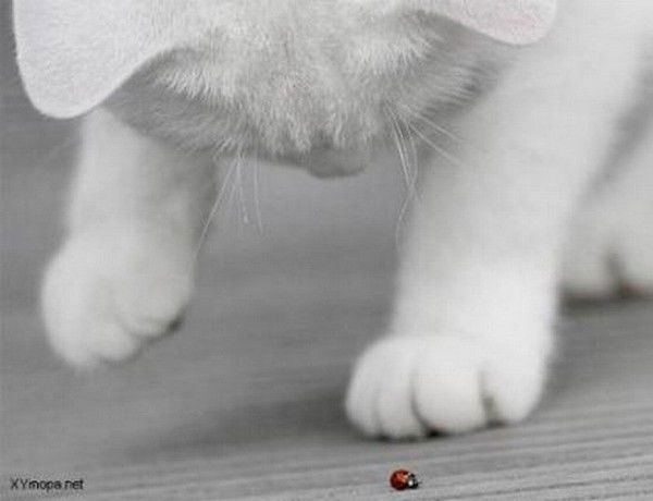 Ольга Шинелева