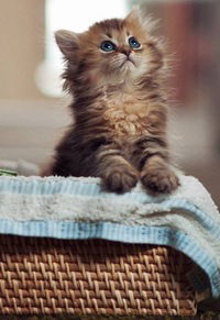 Екатерина Яковлева