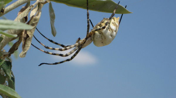 Наталия Вислоцкая