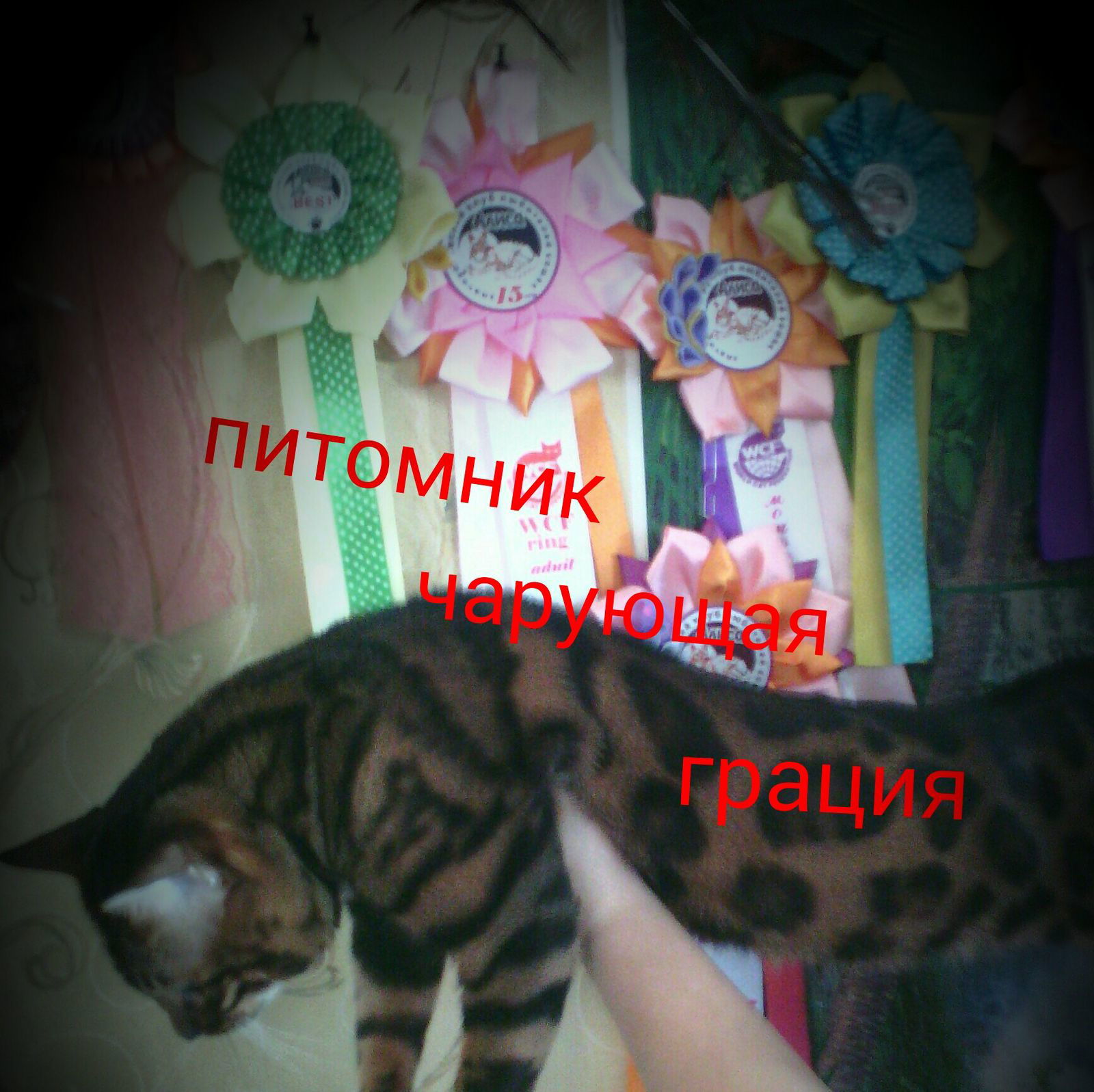 Оксана Korobova