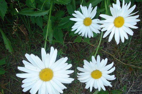 Ирина Александрова