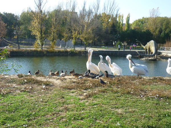 Роман Поливач