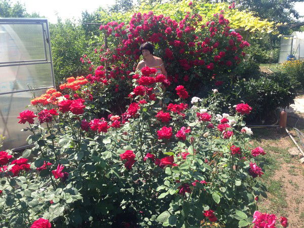 Людмила Смолина