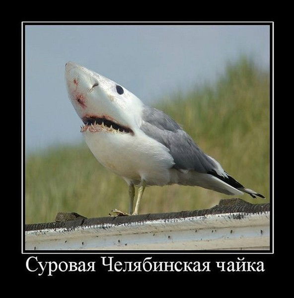 В Окопе Бик 1705+507Т