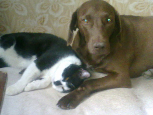 Владимир Яковлев