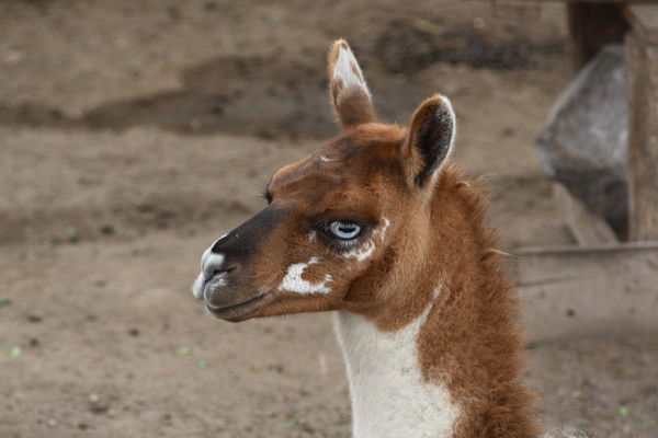 Юлия Кулюлина