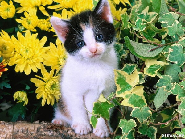 Мария Мироненко