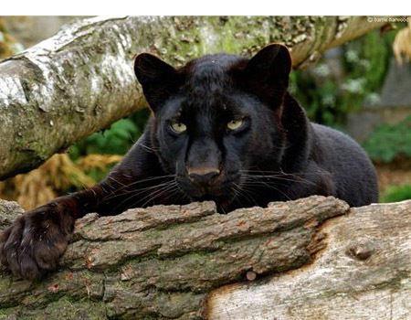 Виктор Петроff