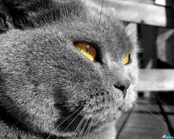 Наталья Трапезникова