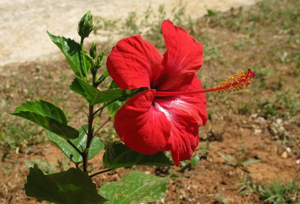 Лариса Лобанова