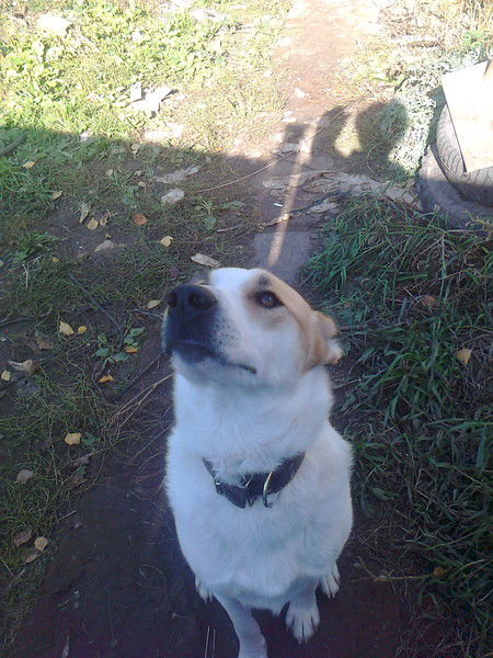 Анна Диидун