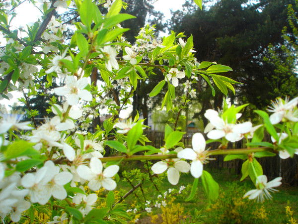 Шынар Сахипова