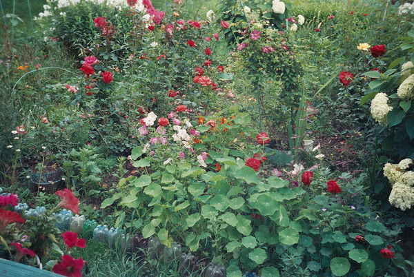 Клара Шарафутдинова