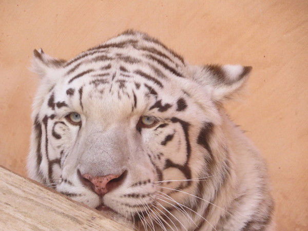 Ирина Евдокимова