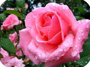 Людмила Молокович