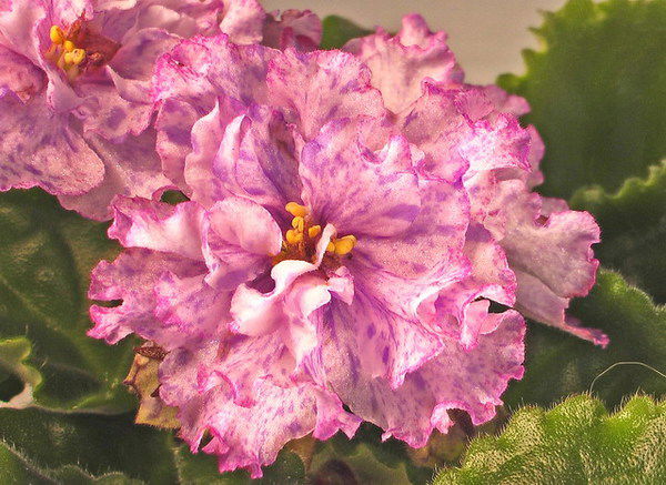 Ирина Ярохович