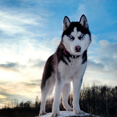 Лена Серикова