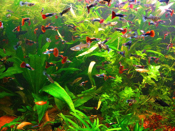 Федор Строганов