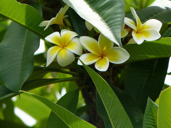 Марфуга Чуюмбекова