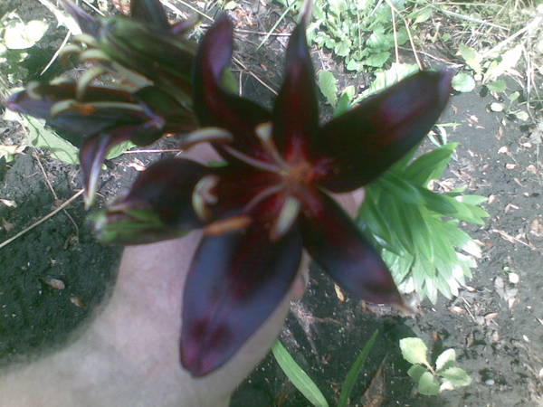 Вячеслав Красовских