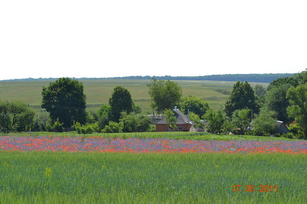 Тоня Ладыка