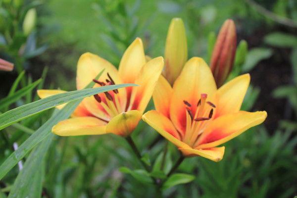 Алена Алена