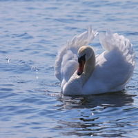 Даша Егорова