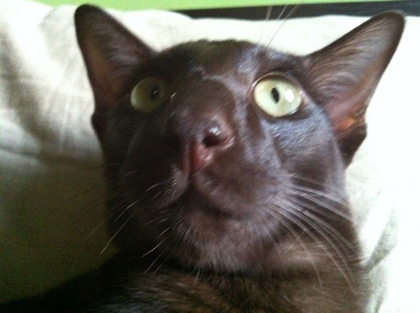 Ольга Хлопьянова