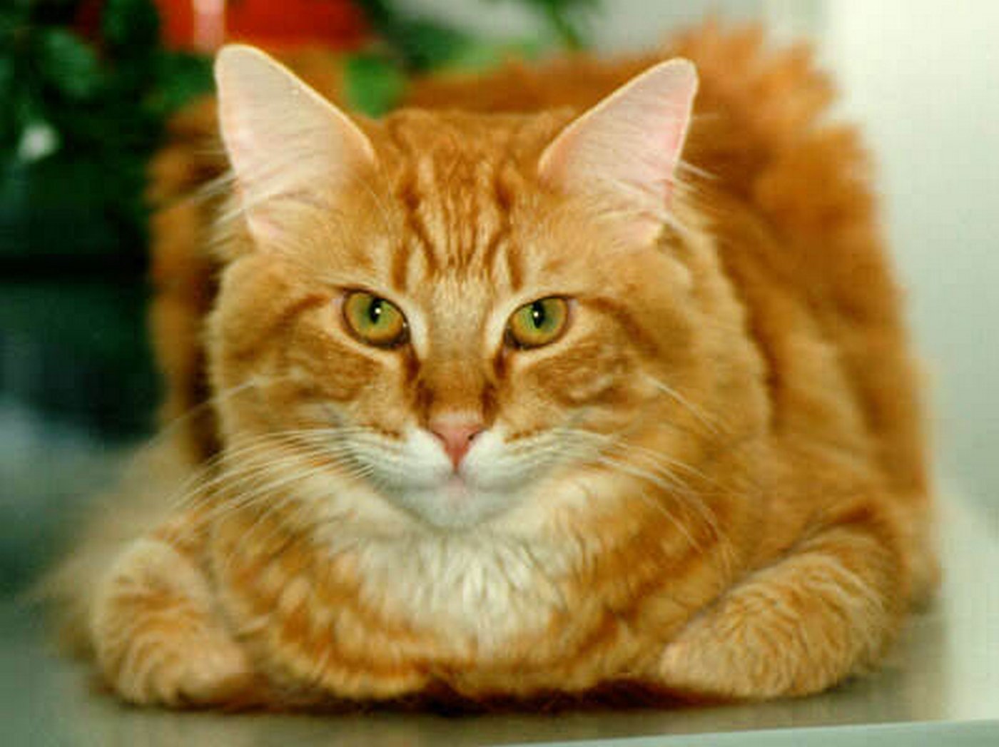 Ольга Васечкина