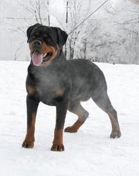 Валерий Львов