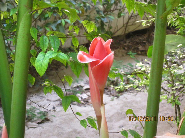 Джулия Медведева