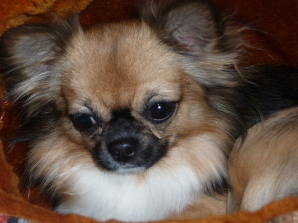 Наташа Павлова