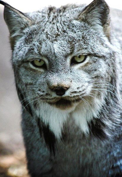 Сергей Соколов