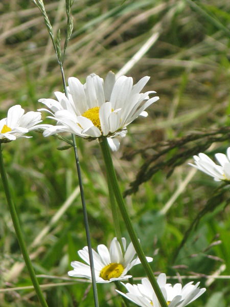 Светлана Шевченко