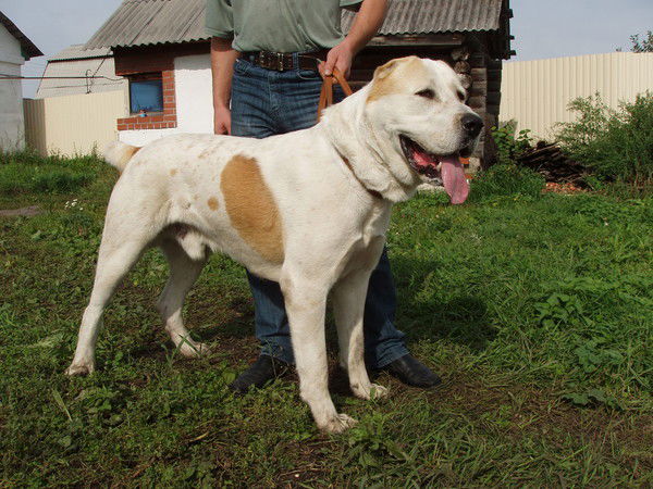 Алексей Кривонищенко