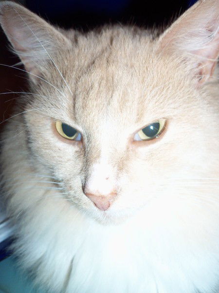 Сергей Удальцов