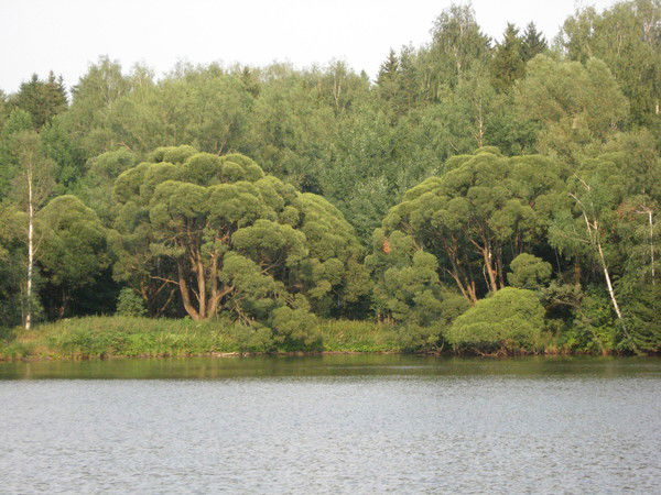 Максим Евгеньевич Трофимов