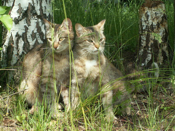 Алик Акмурзанов