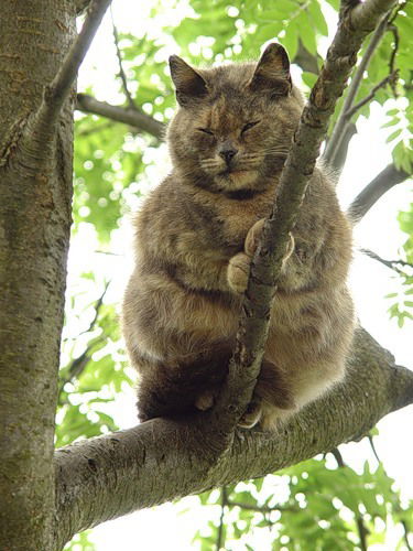 Клавдия Мамонова