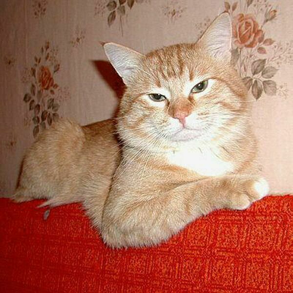 Владимир Крылов