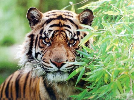 Алсу Гиматова