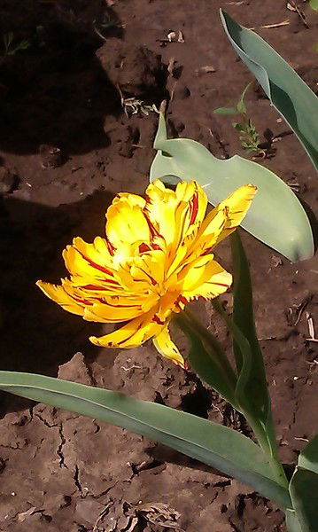 Виктория Фоленко