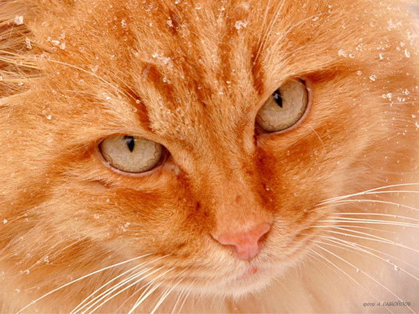 Михаил Гончаров